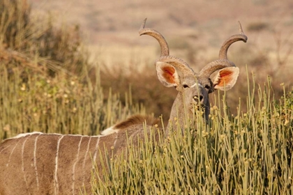 Picture of GREATER KUDU MALE, PALMWAG CONSERVANCY, NAMIBIA