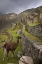 Picture of LLAMA WITH RAINBOW OVERHEAD, MACHU PICCHU, PERU