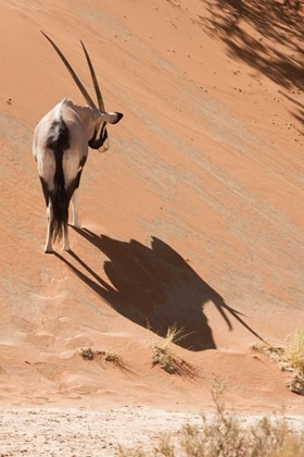Picture of ORYX STANDING ON SAND DUNE, SOSSUSVLEI, NAMIBIA