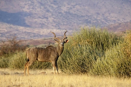 Picture of GREATER KUDU MALE, PALMWAG CONSERVANCY, NAMIBIA