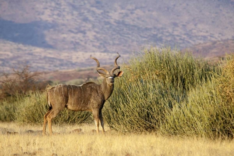 Picture of GREATER KUDU MALE, PALMWAG CONSERVANCY, NAMIBIA