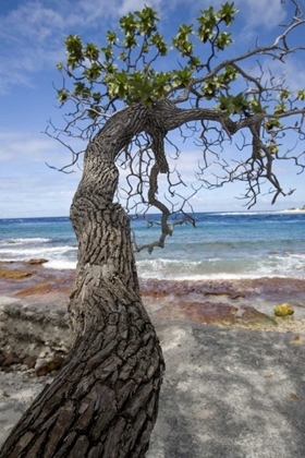 Picture of FRENCH POLYNESIA, RANGIROA TREE OVER THE BEACH