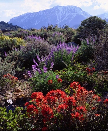 Picture of CALIFORNIA, SIERRA NEVADA, WILDFLOWERS