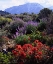 Picture of CALIFORNIA, SIERRA NEVADA, WILDFLOWERS