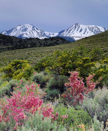 Picture of CALIFORNIA, SIERRA NEVADA, WILDFLOWERS