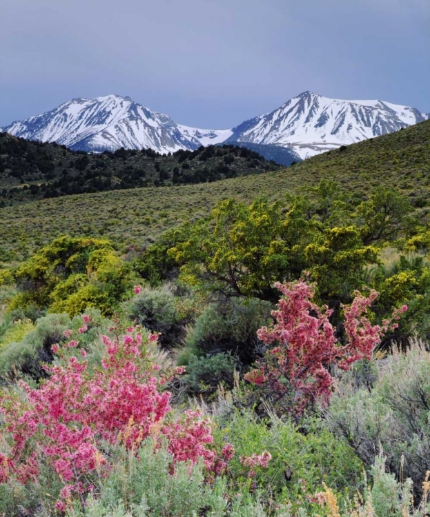 Picture of CALIFORNIA, SIERRA NEVADA, WILDFLOWERS