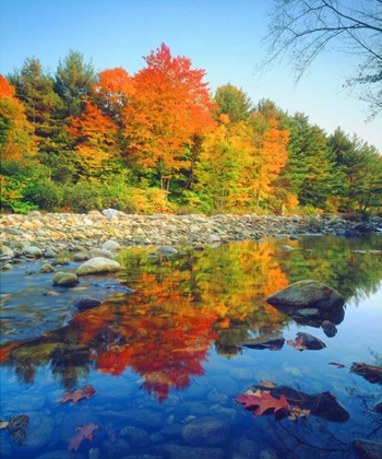 Picture of VERMONT, AUTUMN REFLECTING IN A STREAM