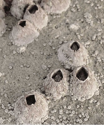 Picture of CA, SAN DIEGO, BARNACLES IN TIDE POOLS