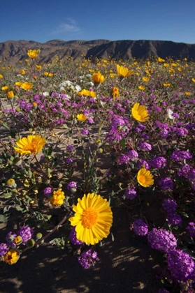 Picture of CA, SAN DIEGO DESERT WILDFLOWR SCENIC