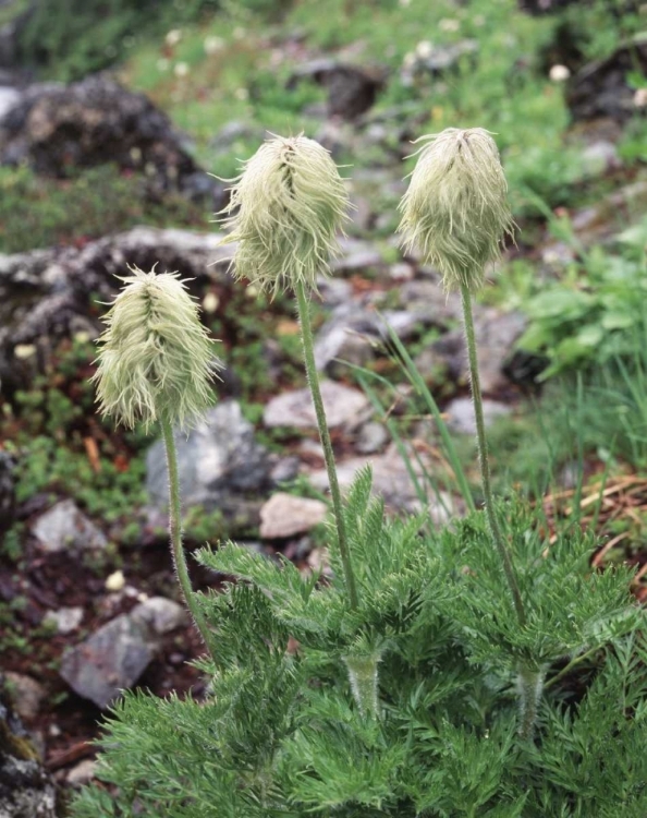 Picture of CANADA, BC, WILDFLOWERS IN THE FOREST