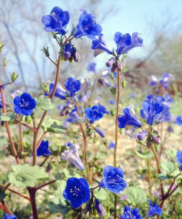 Picture of CA, JOSHUA TREE NP DESERT BELL FLOWERS