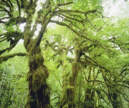 Picture of WA, OLYMPIC NP MOSS GROWING FROM TREES