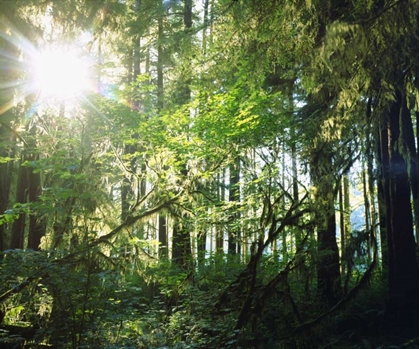 Picture of WA, OLYMPIC NP MOSS GROWING FROM TREES