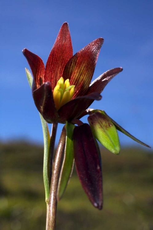 Picture of CA, RATTLESNAKE CANYON CHOCOLATE LILLY