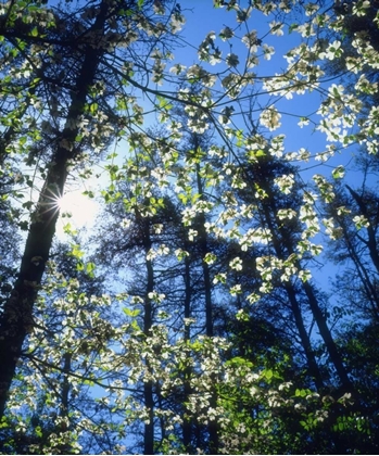 Picture of NORTH CAROLINA, FLOWERING DOGWOOD TREES