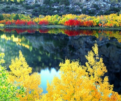 Picture of CA, SIERRA NEVADA, AUTUMN AT GRANT LAKE