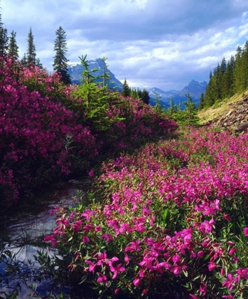 Picture of WILDFLOWERS IN BANFF NP ALBERTA, CANADA