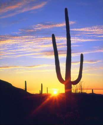 Picture of USA, ARIZONA, A SAGUARO CACTUS AT SUNSET