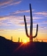 Picture of USA, ARIZONA, A SAGUARO CACTUS AT SUNSET