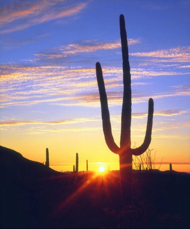 Picture of USA, ARIZONA, A SAGUARO CACTUS AT SUNSET