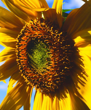Picture of USA, CALIFORNIA, CLOSE-UP OF A SUNFLOWER