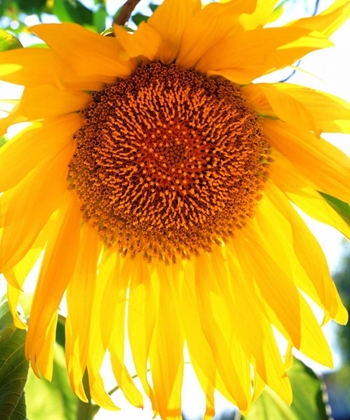 Picture of CALIFORNIA, SAN DIEGO MAMMOTH SUNFLOWER