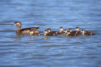Picture of CALIFORNIA WOOD DUCKLINGS ON LINDO LAKE
