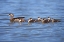 Picture of CALIFORNIA WOOD DUCKLINGS ON LINDO LAKE
