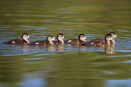 Picture of CALIFORNIA WOOD DUCKLINGS ON LINDO LAKE