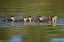 Picture of CALIFORNIA WOOD DUCKLINGS ON LINDO LAKE