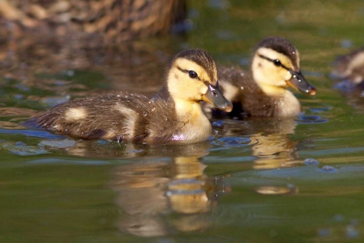 Picture of CALIFORNIA, SAN DIEGO MALLARD DUCKLINGS