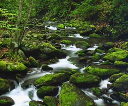 Picture of TENNESSEE, STREAM IN THE GREAT SMOKY MTS