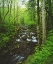 Picture of TENNESSEE, STREAM IN THE GREAT SMOKY MTS