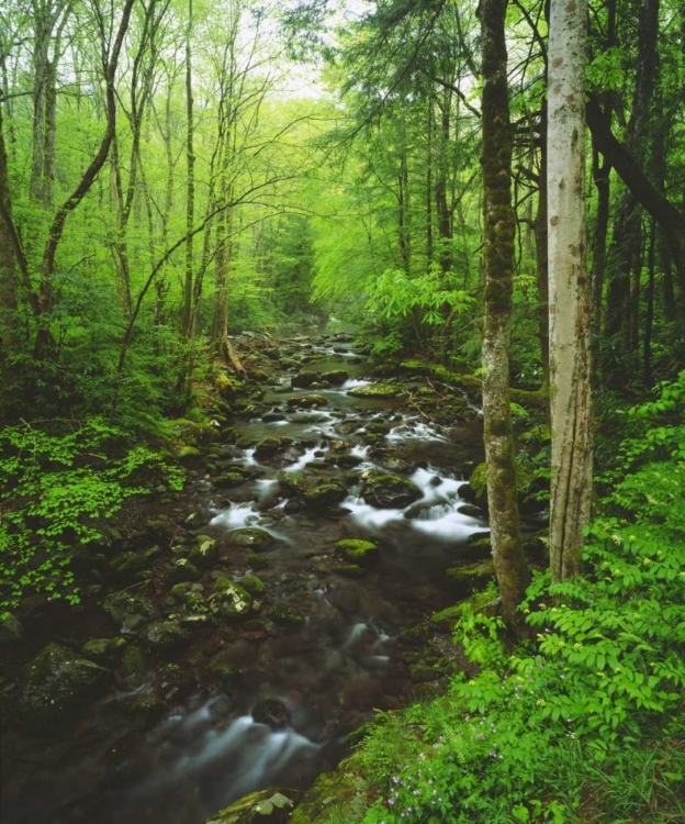 Picture of TENNESSEE, STREAM IN THE GREAT SMOKY MTS