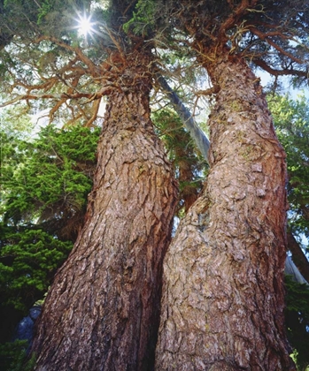 Picture of CALIFORNIA, SIERRA NEVADA RED FIR TREES