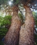 Picture of CALIFORNIA, SIERRA NEVADA RED FIR TREES