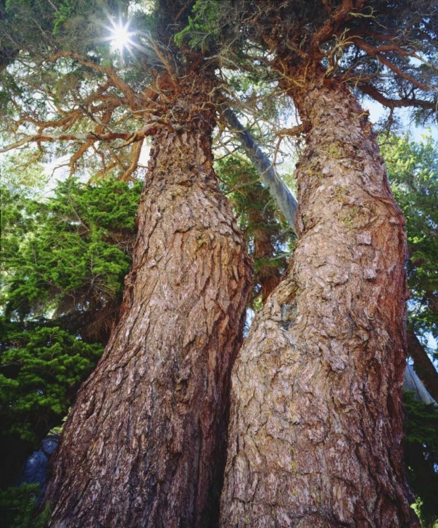 Picture of CALIFORNIA, SIERRA NEVADA RED FIR TREES