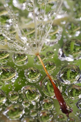 Picture of CA, SAN DIEGO, DANDELION ON A SPIDER WEB