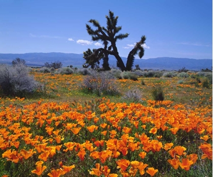 Picture of CA, CALIFORNIA POPPIES AND A JOSHUA TREE