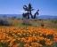 Picture of CA, CALIFORNIA POPPIES AND A JOSHUA TREE