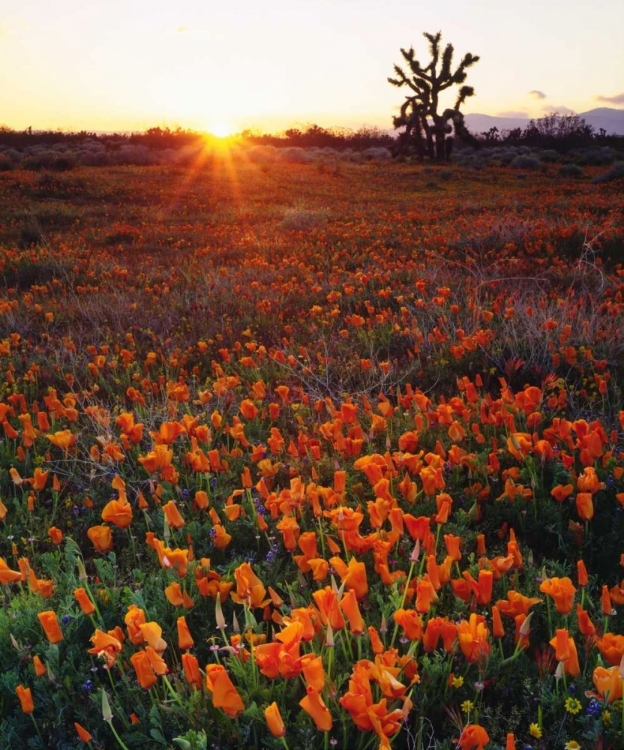 Picture of CA, CALIFORNIA POPPIES AND A JOSHUA TREE