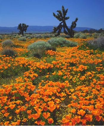 Picture of CA, CALIFORNIA POPPIES AND A JOSHUA TREE