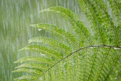 Picture of USA, WASHINGTON STATE, SEABECK FERN IN RAINFALL