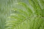 Picture of USA, WASHINGTON STATE, SEABECK FERN IN RAINFALL