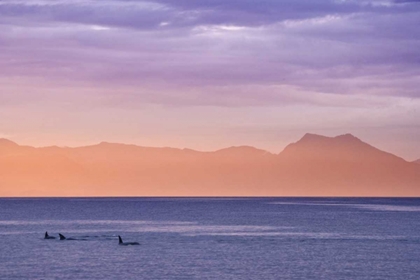 Picture of ALASKA, KETCHIKAN THREE ORCAS SURFACE AT SUNSET