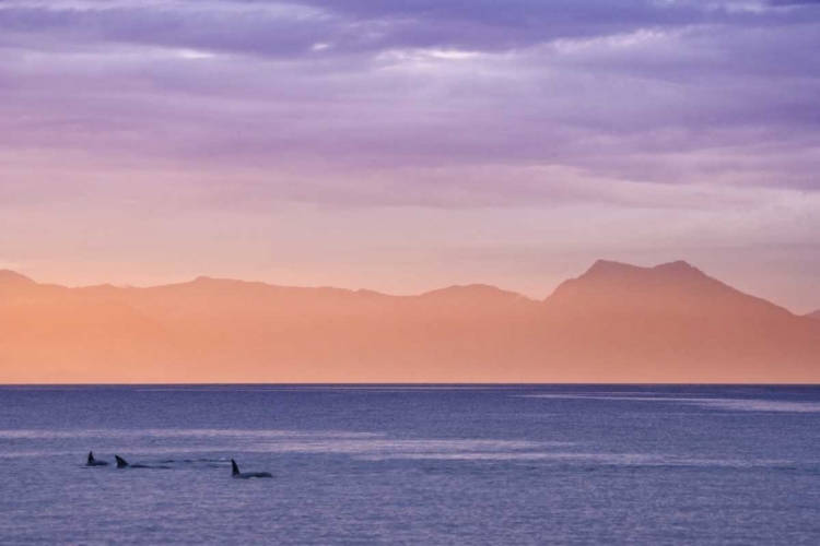 Picture of ALASKA, KETCHIKAN THREE ORCAS SURFACE AT SUNSET