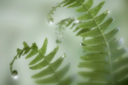 Picture of WASHINGTON, SEABECK CLOSE-UP OF DEWY DEER FERNS