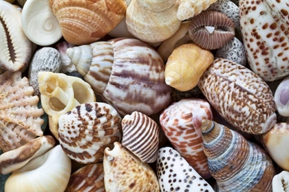 Picture of WASHINGTON CLOSE-UP OF COLLECTION OF SEA SHELLS