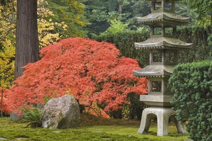 Picture of OREGON, PORTLAND STONE TOWER AND JAPANESE MAPLE