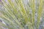 Picture of UTAH, GLEN CANYON NRA CLOSE-UP OF A YUCCA PLANT